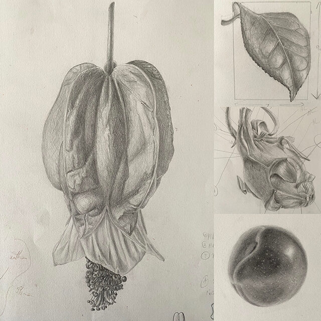 flower-drawing-images-combined-650